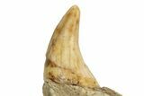 Fossil Cave Bear (Ursus spelaeus) Lower Jaw - Romania #243214-5
